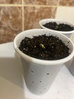 IMG_6776.jpeg
