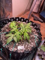 IMG_3056.jpeg