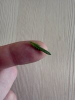 IMG_3057.jpeg