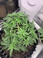 IMG_6847.jpeg