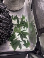 IMG_6845.jpeg