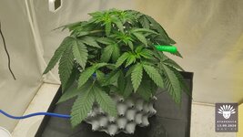 2026-09-13_aya-01_veg-w04d27_full_01.jpg