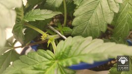 2026-09-13_aya-01_veg-w04d27_macro_02.jpg