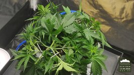 2026-09-13_acid-rain-01_veg-w04d27_canopy_02.jpg