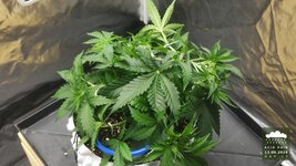 2026-09-13_acid-rain-01_veg-w04d27_canopy_03.jpg