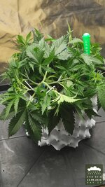 2026-09-13_acid-rain-01_veg-w04d27_full_01.jpg
