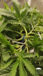 2026-09-13_acid-rain-01_veg-w04d27_macro_03.jpg