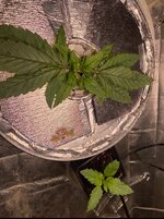 IMG_6961.jpeg