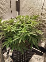IMG_20260915_184527.jpg