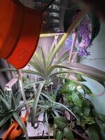 IMG_5393.jpeg