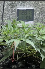 IMG_2818.jpeg