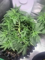 IMG_7109.jpeg
