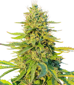 1789580568362.png 1789580568362.png