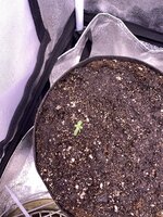 IMG_6796.jpeg