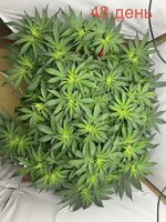 IMG_2837.jpeg