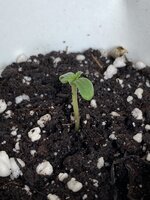 IMG_4585.jpeg