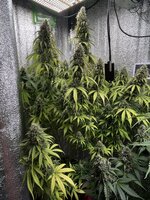 IMG_3461.jpeg