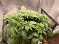 IMG_7180.jpeg