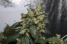 Kees' Old School Haze regular