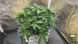 2026-09-15_acid-rain-01_veg-w04d29_canopy_02.jpg