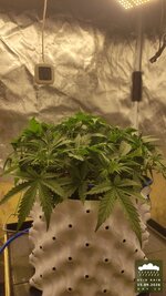 2026-09-15_acid-rain-01_veg-w04d29_full_01.jpg