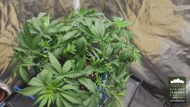2026-09-18_acid-rain-01_veg-w04d32_canopy_02.jpg