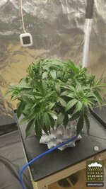2026-09-18_acid-rain-01_veg-w04d32_full_01.jpg