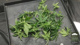 2026-09-18_acid-rain-01_veg-w04d32_leaf_01.jpg