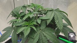 2026-09-12_aya-01_veg-w04d26_canopy_01.jpg