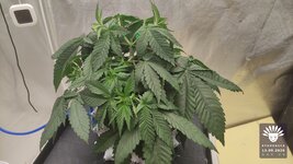 2026-09-15_aya-01_veg-w04d29_full_01.jpg