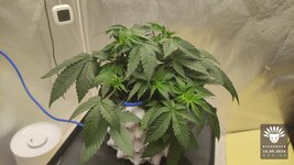 2026-09-16_aya-01_veg-w04d30_full_01.jpg