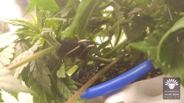 2026-09-16_aya-01_veg-w04d30_macro_01.jpg