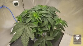 2026-09-18_aya-01_veg-w04d32_canopy_01.jpg