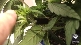 2026-09-18_aya-01_veg-w04d32_macro_01.jpg