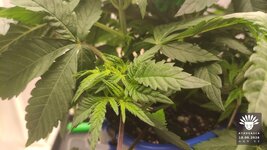 2026-09-18_aya-01_veg-w04d32_macro_02.jpg