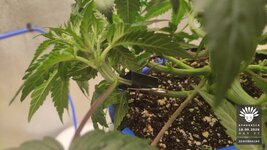 2026-09-18_aya-01_veg-w04d32_macro_04.jpg