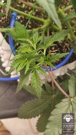 2026-09-18_aya-01_veg-w04d32_macro_05.jpg