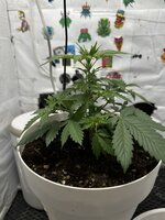 IMG_0131.jpeg