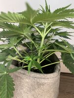 IMG_7249.jpeg