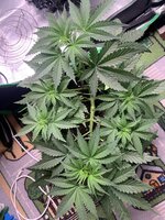 IMG_7248.jpeg