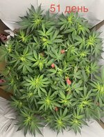 IMG_2869.jpeg