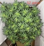 Hard-rock Stress Training 🦾 AUTOFLOWERS