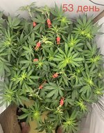 Hard-rock Stress Training 🦾 AUTOFLOWERS