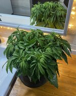 IMG_0159.jpeg