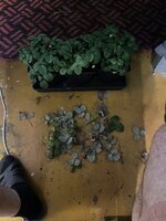 IMG_5429.jpeg