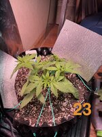 IMG_3067.jpeg