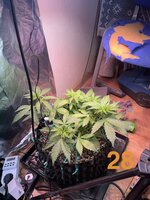 IMG_3126.jpeg