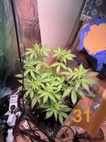 IMG_3133.jpeg
