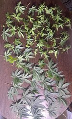 IMG_2904.jpeg