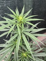 IMG_5425.jpeg